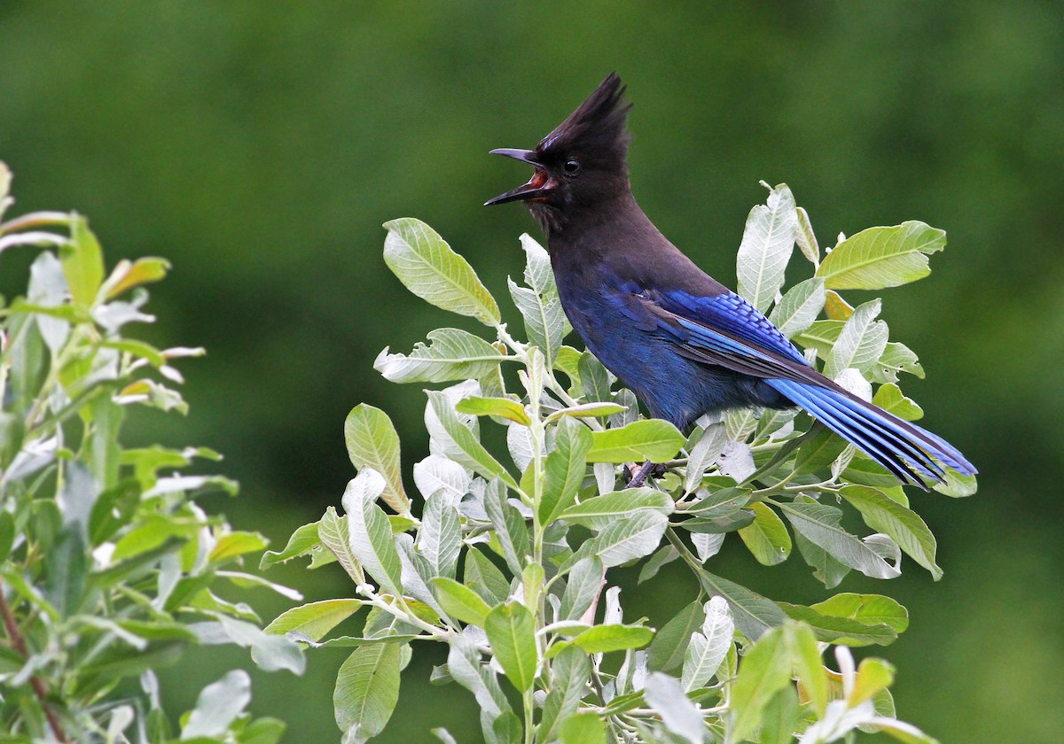 Steller's Jay (Coastal) - ML32464971