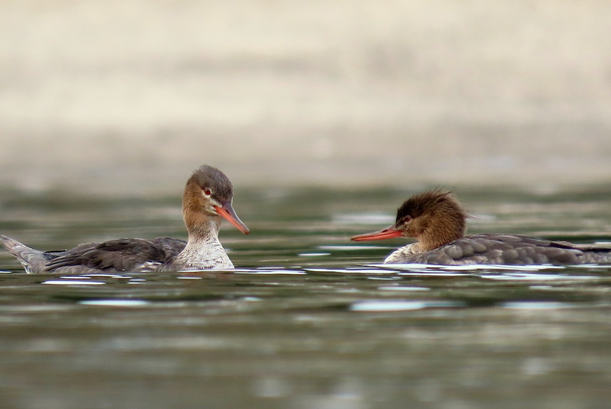 Red-breasted Merganser - ML324649741