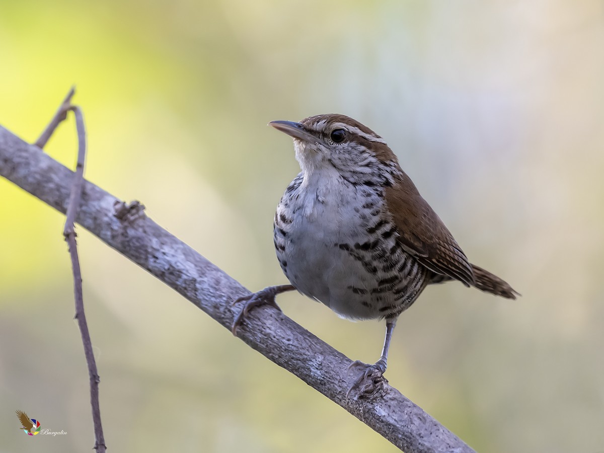 Banded Wren - fernando Burgalin Sequeria