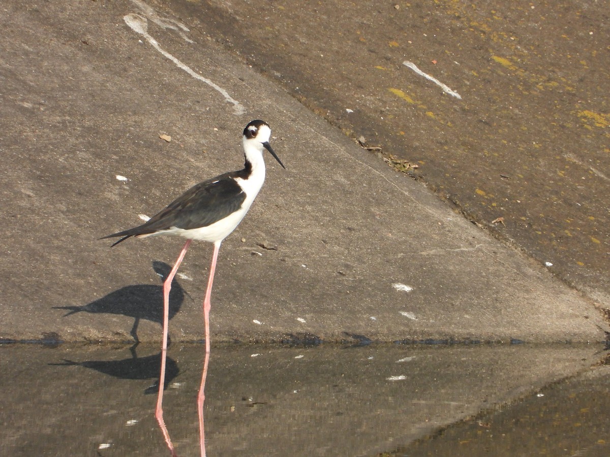 Black-necked Stilt - ML324649971