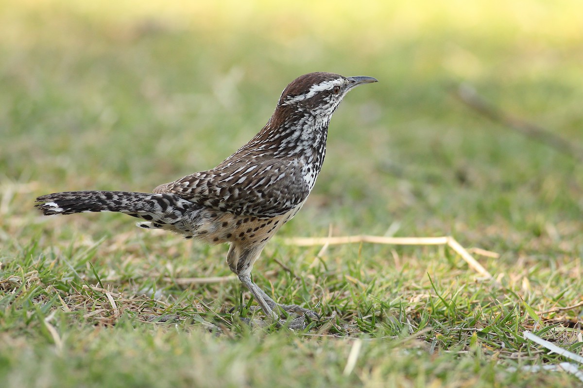 Cactus Wren - ML324651731