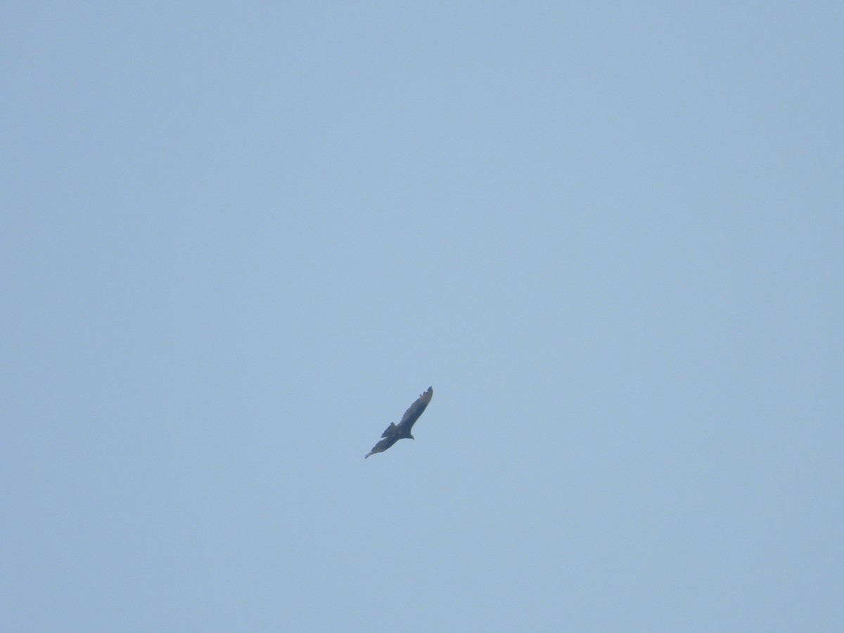 Turkey Vulture - ML324651841