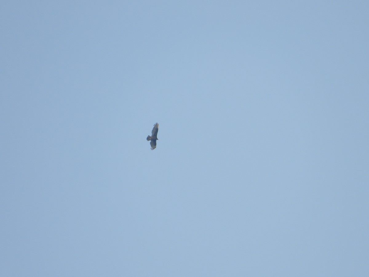 Turkey Vulture - ML324651861