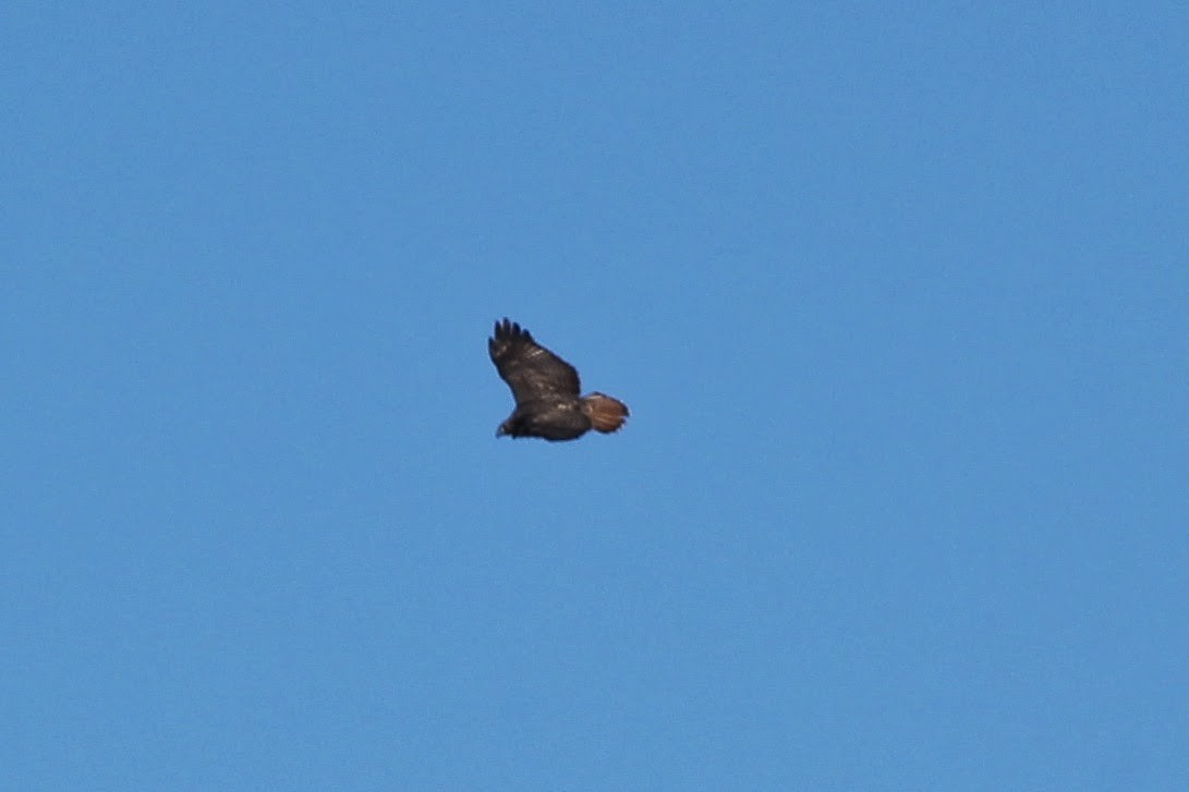 Red-tailed Hawk (abieticola) - ML32465291