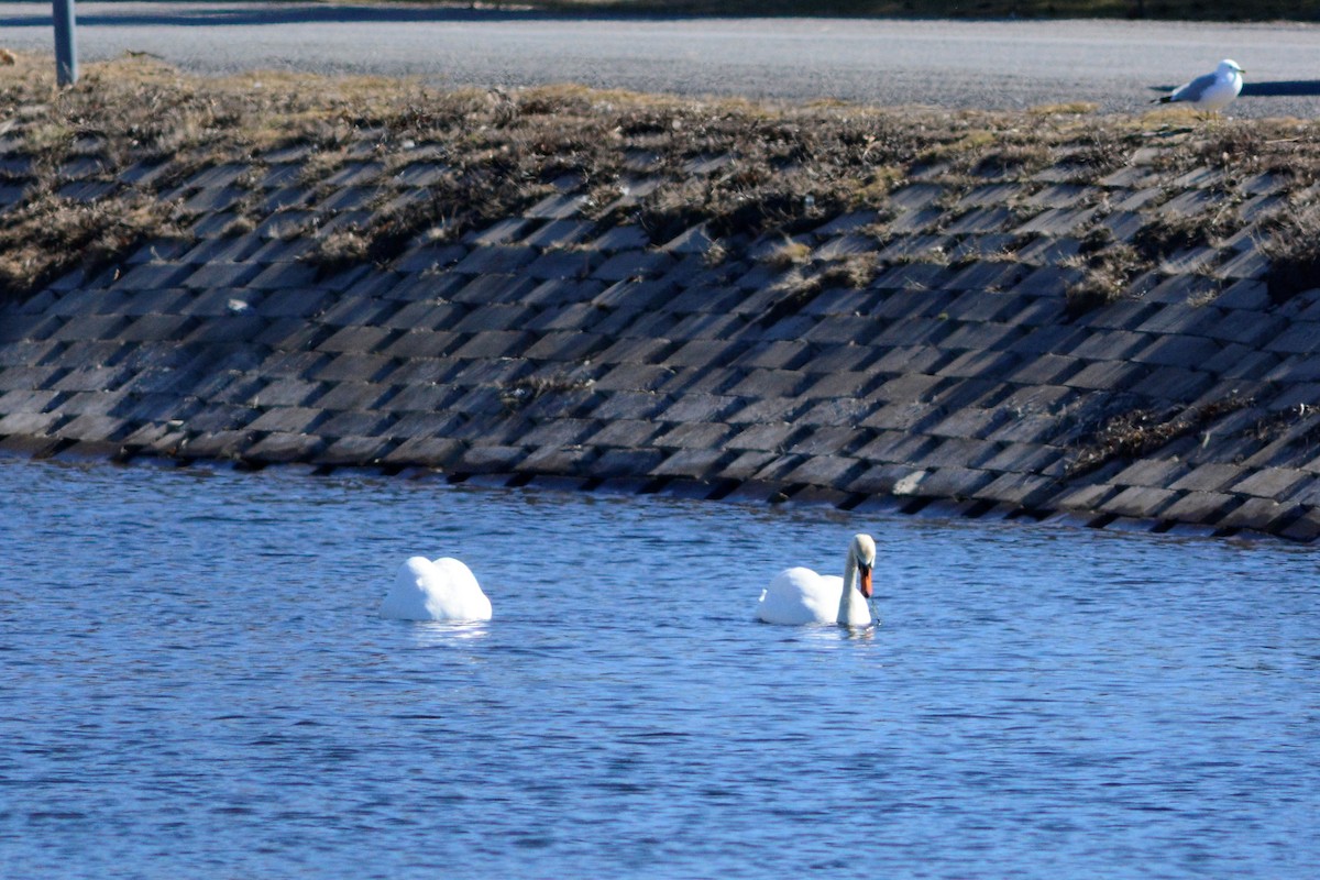 Mute Swan - ML324653721