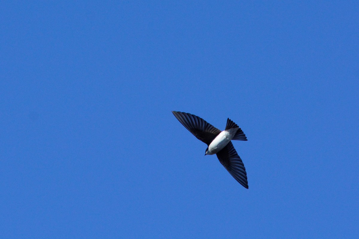 Tree Swallow - ML324654001