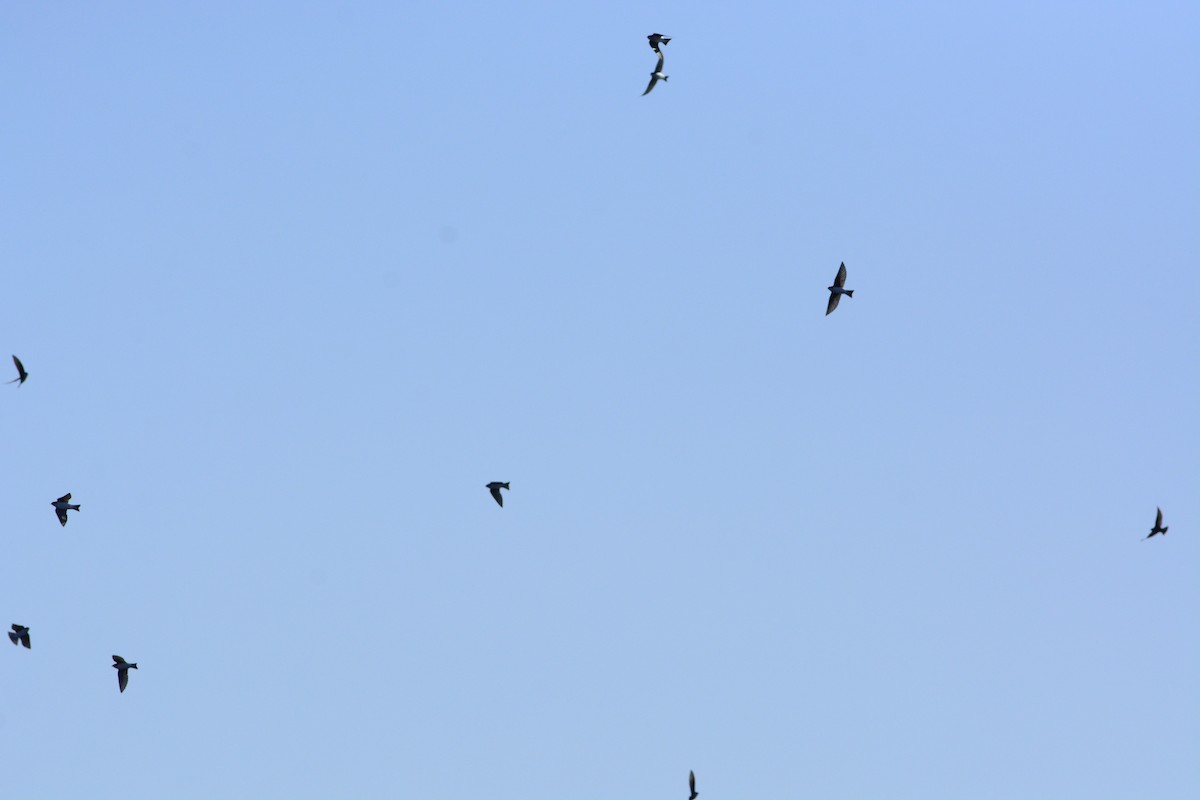 Tree Swallow - ML324654051