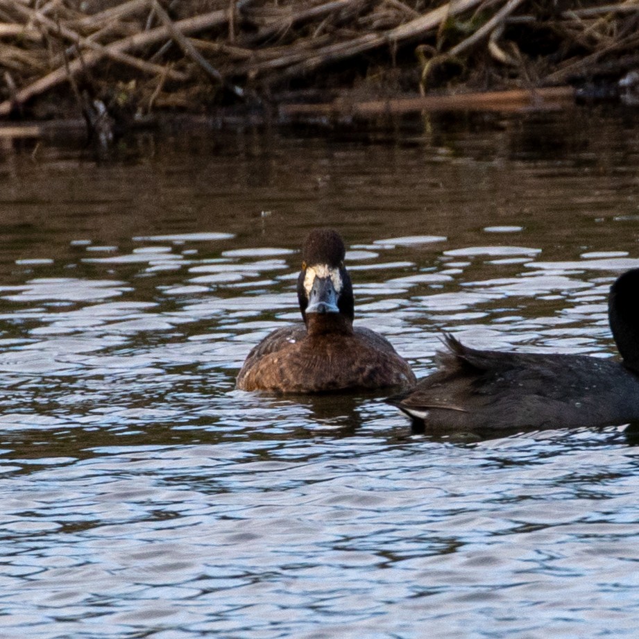 Lesser Scaup - ML324655111