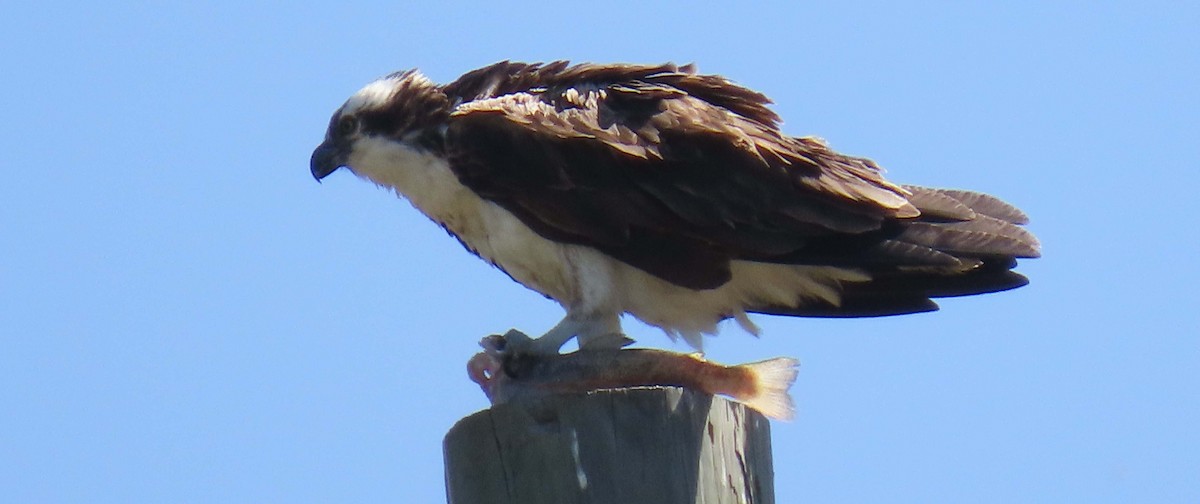 fiskeørn - ML324655631