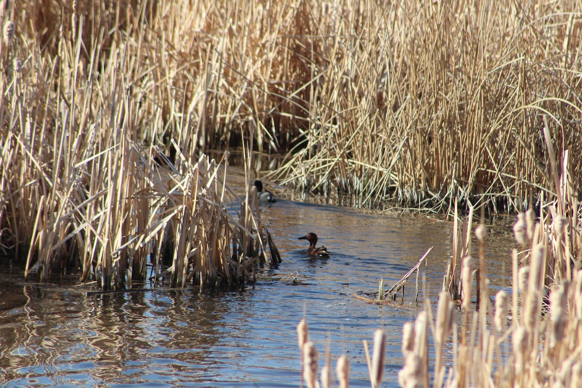 Cinnamon Teal - ML324656931