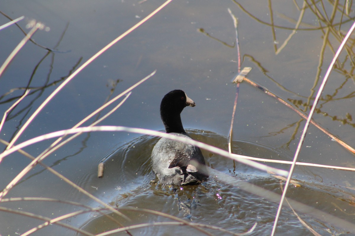 American Coot - ML324657091