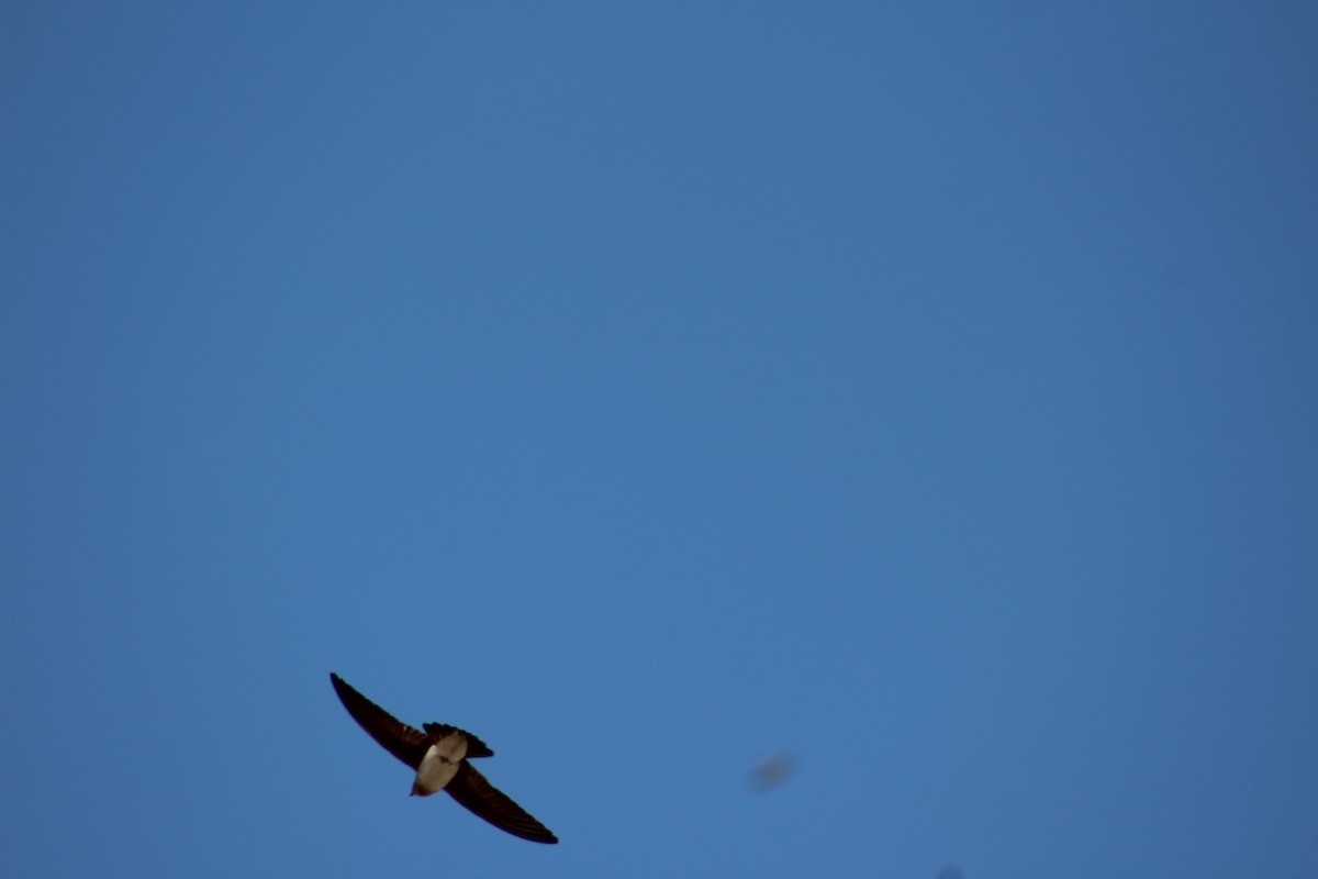 Northern Rough-winged Swallow - ML324657201