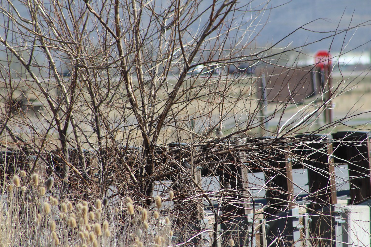 House Sparrow - ML324657271