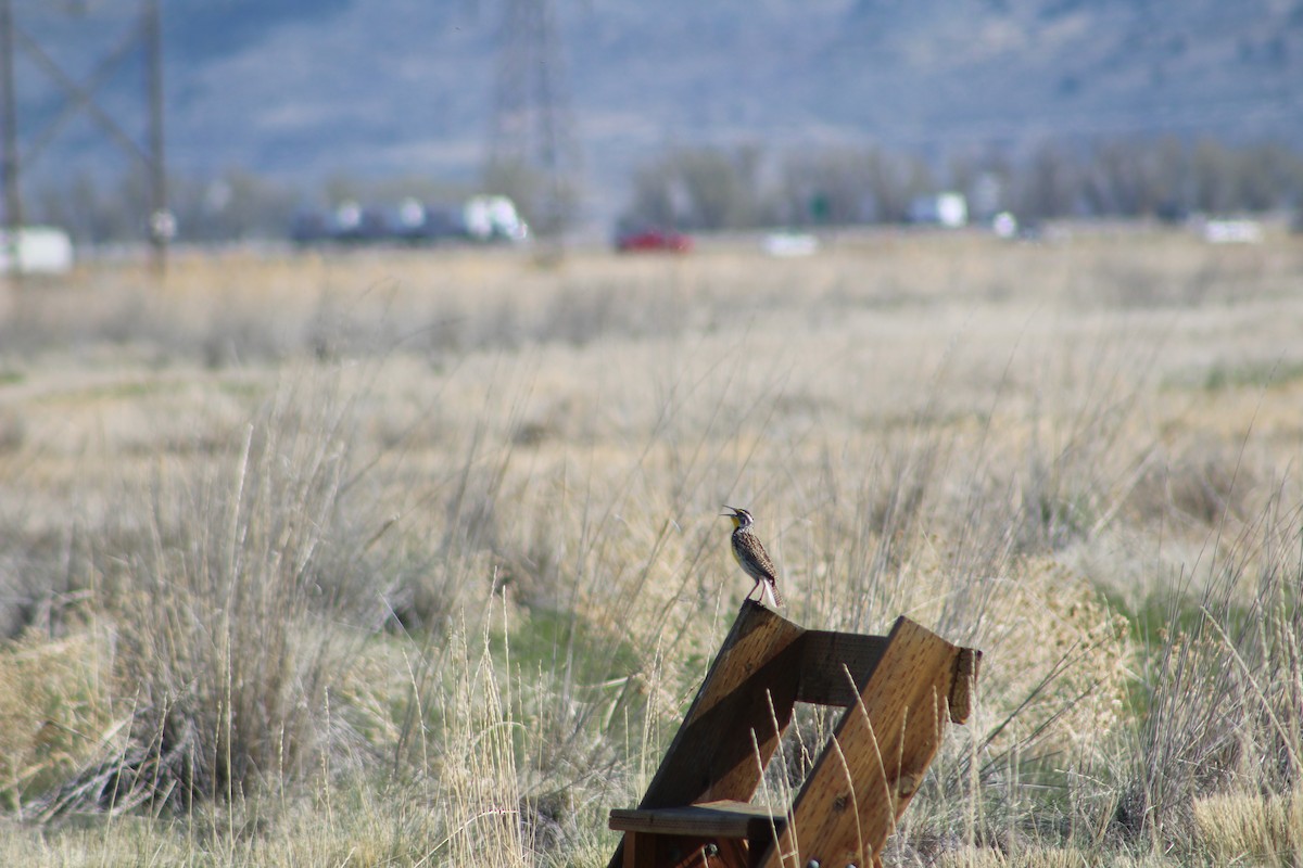 Western Meadowlark - ML324657371