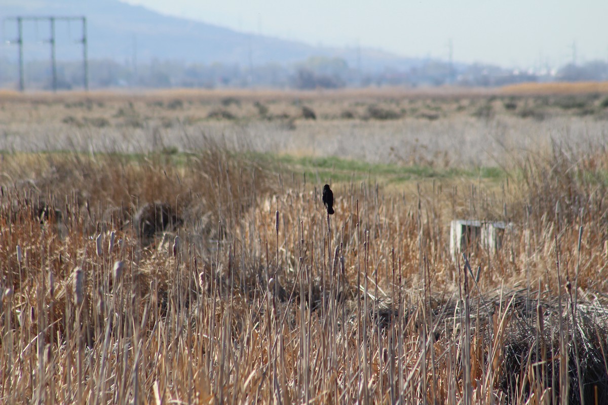 Red-winged Blackbird - ML324657641