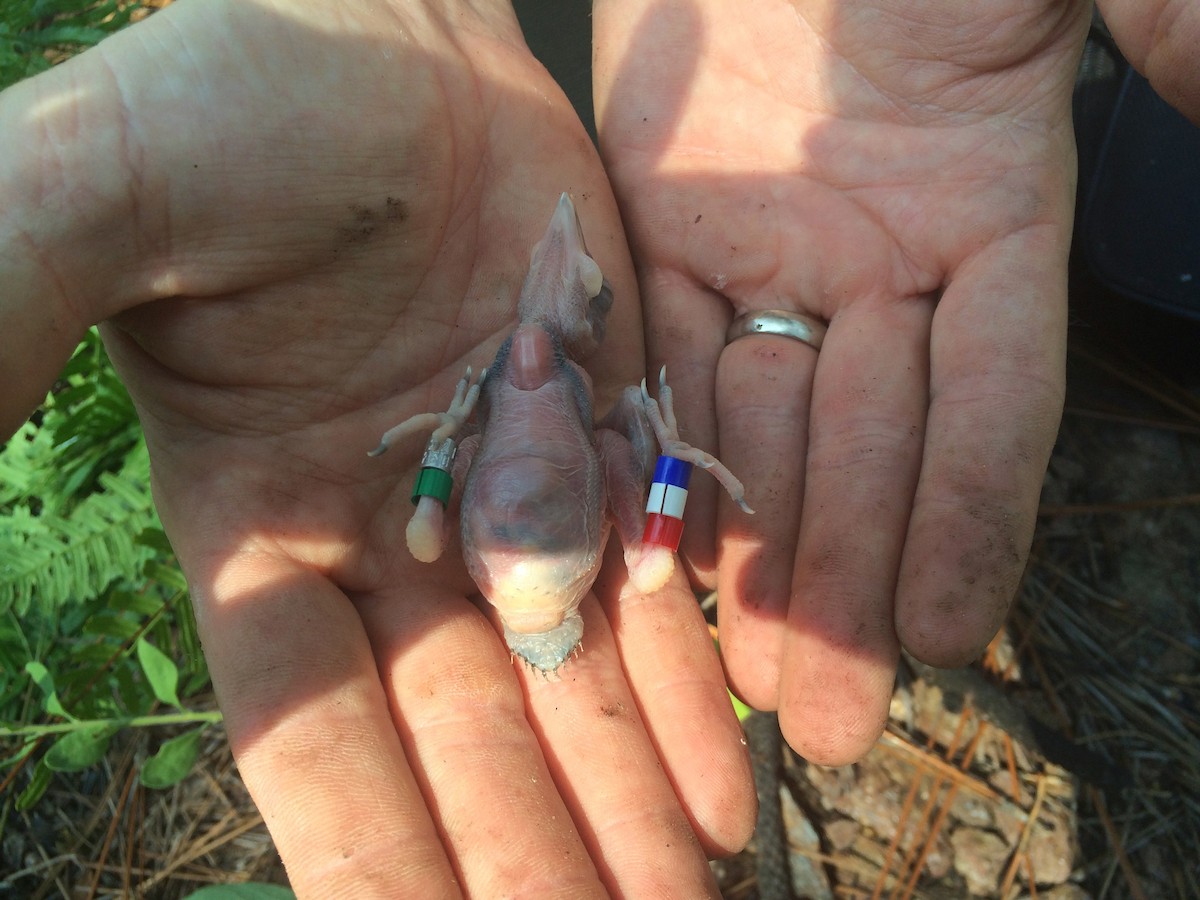 Red-cockaded Woodpecker - John Trent
