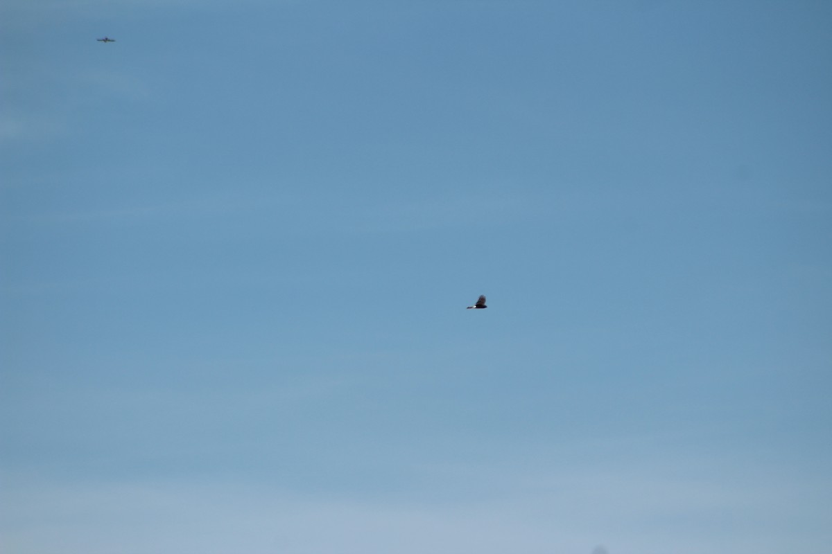 Northern Harrier - ML324659071