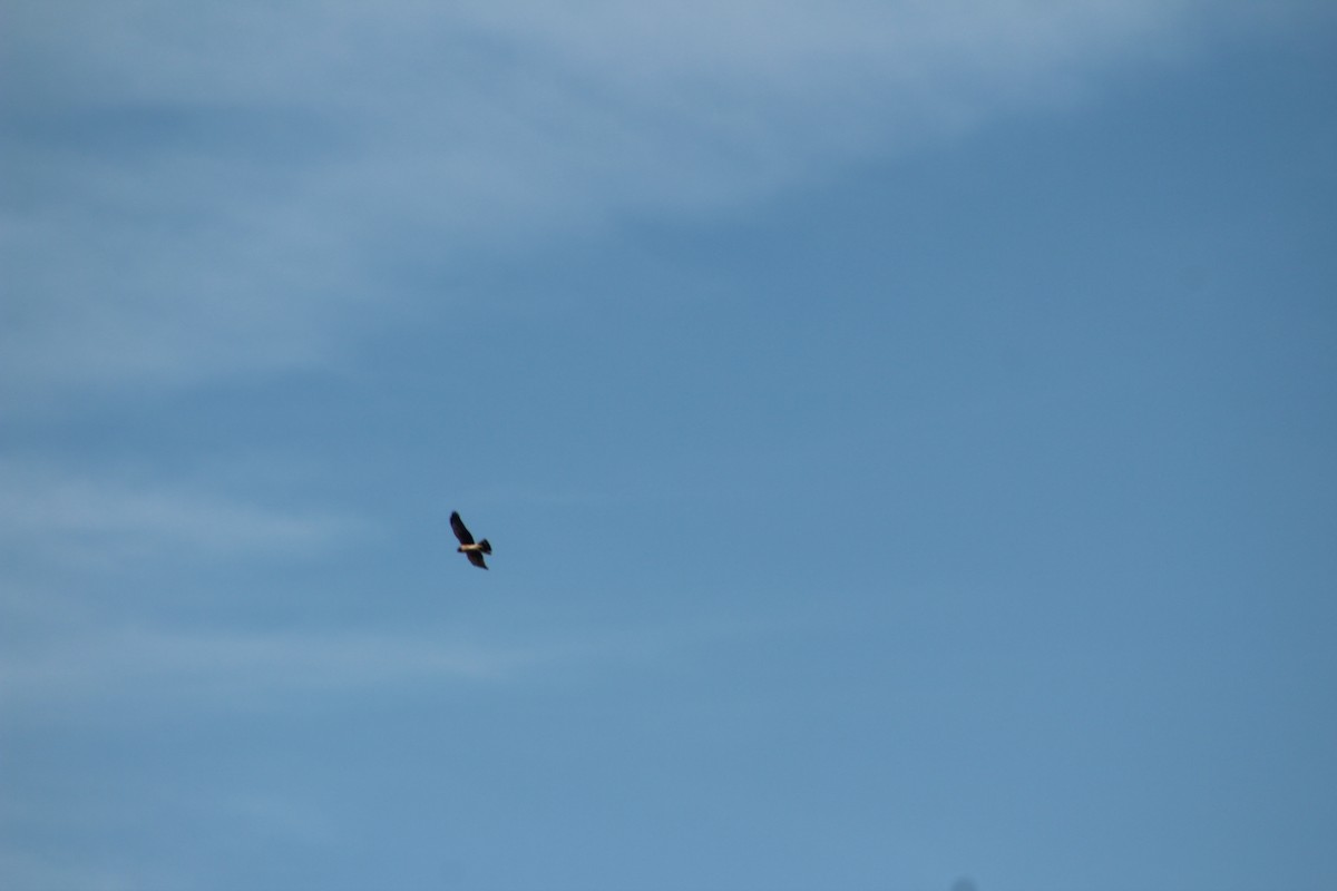 Northern Harrier - ML324659091