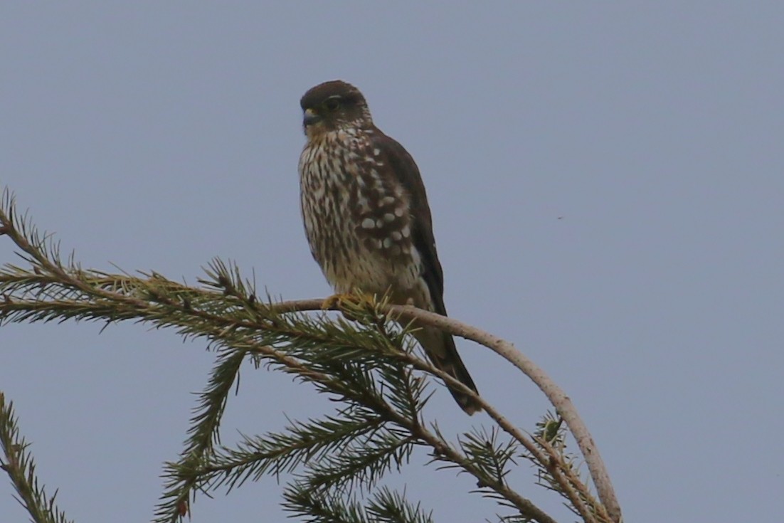 Merlin - John F. Gatchet