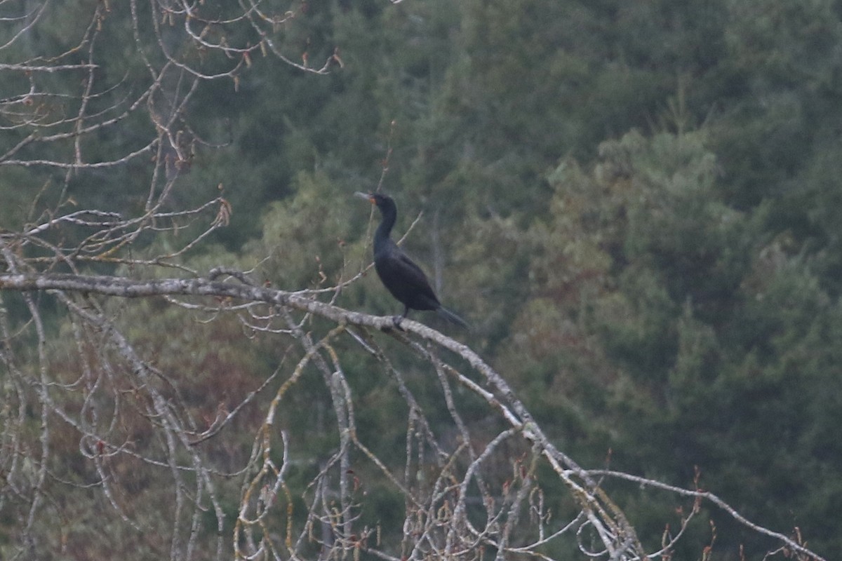 Double-crested Cormorant - John F. Gatchet