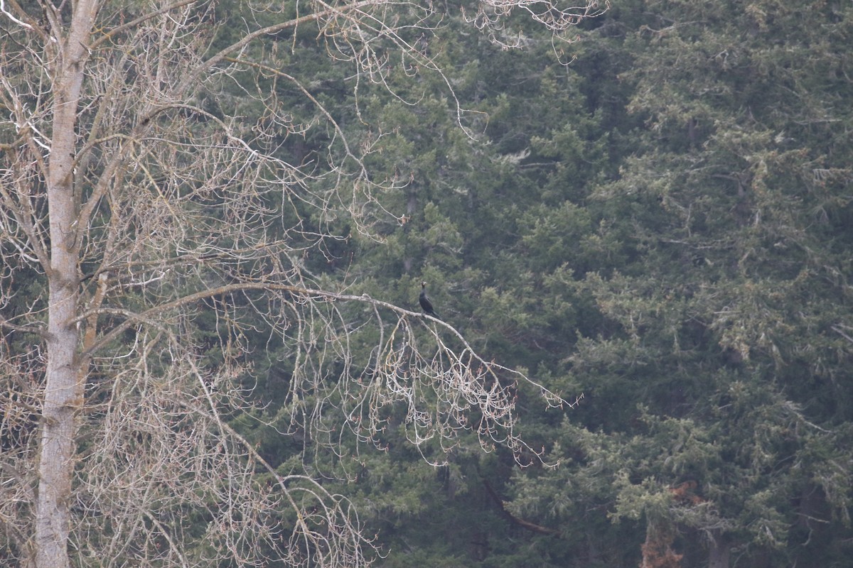 Double-crested Cormorant - John F. Gatchet