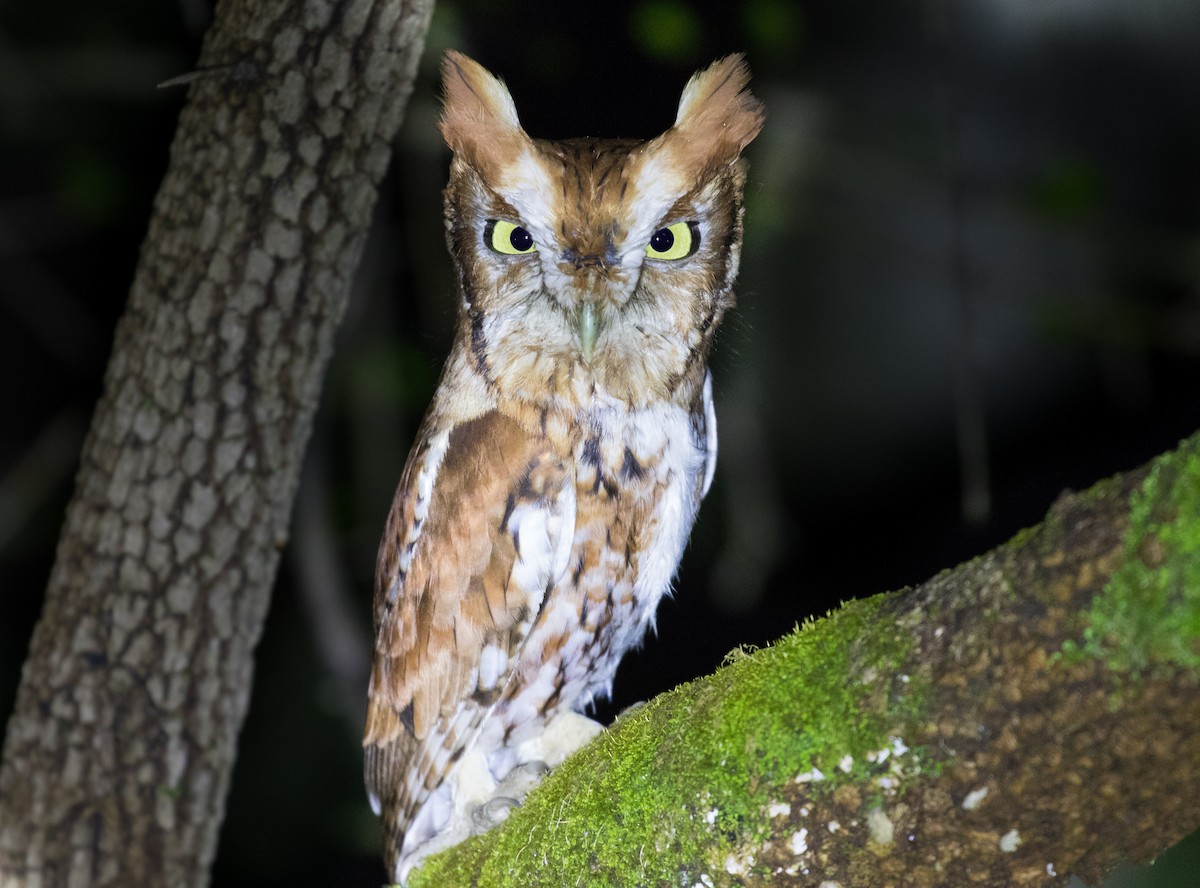 Eastern Screech-Owl - ML324662281