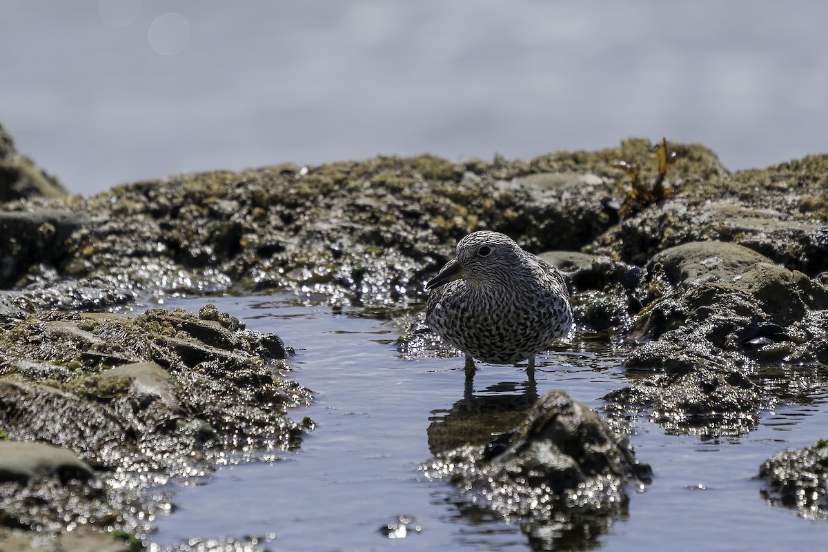 Surfbird - ML324662641