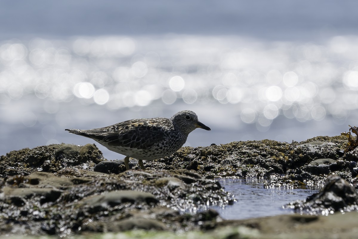 Surfbird - ML324662681