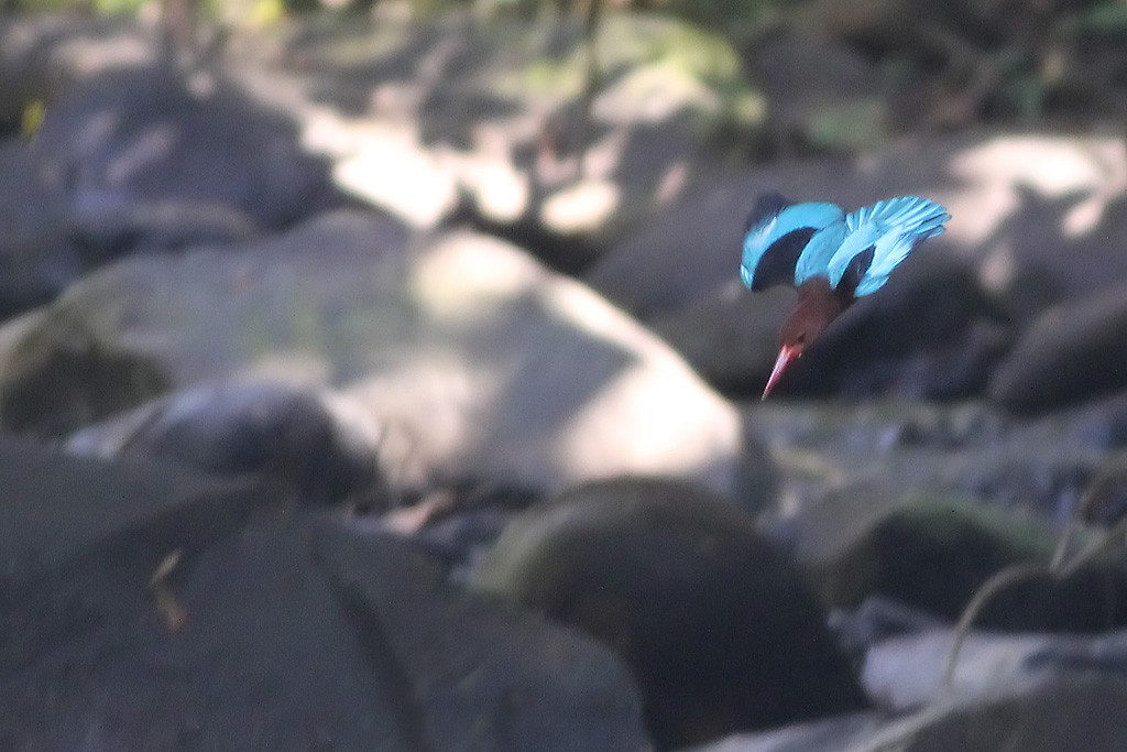 Brown-breasted Kingfisher - ML324664691