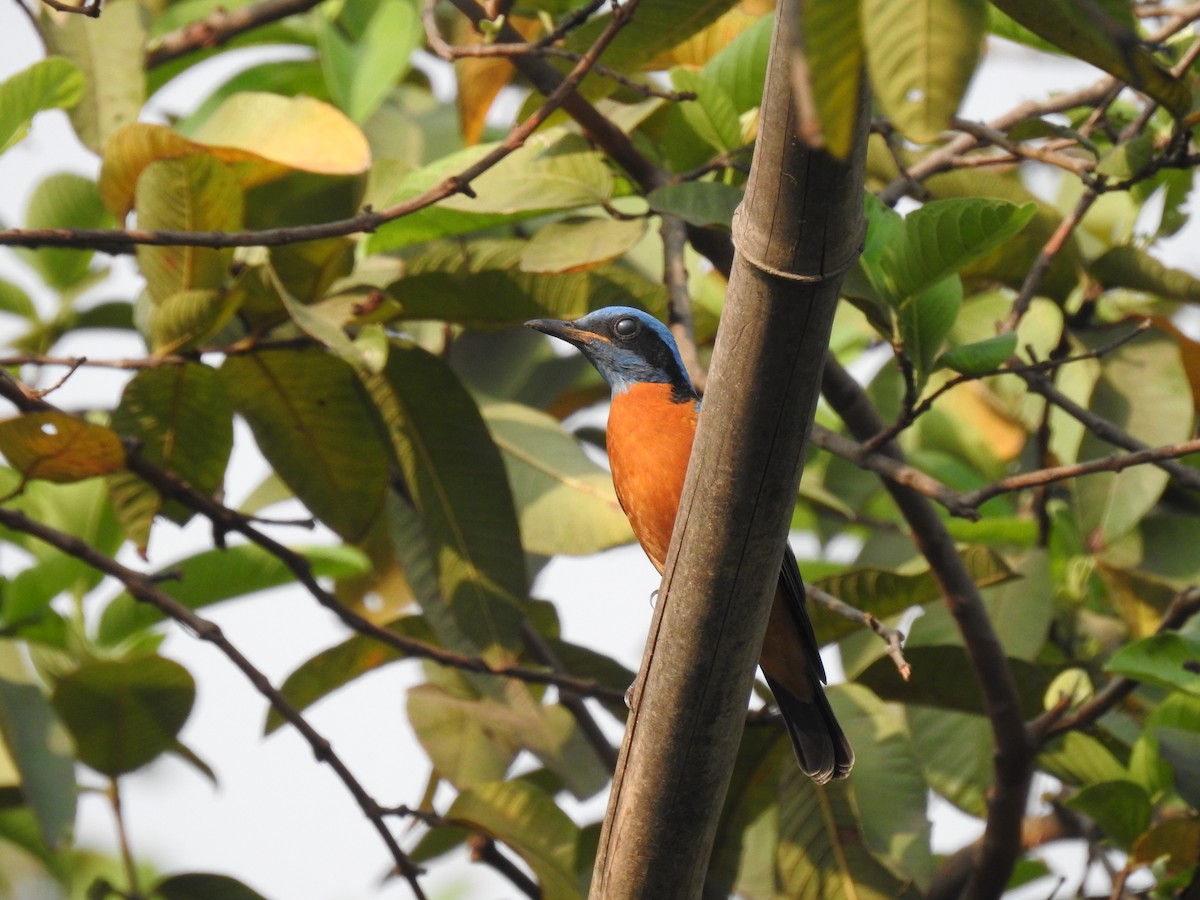 Blue-capped Rock-Thrush - ML324667601