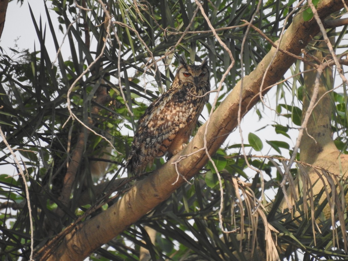 Rock Eagle-Owl - ML324667621