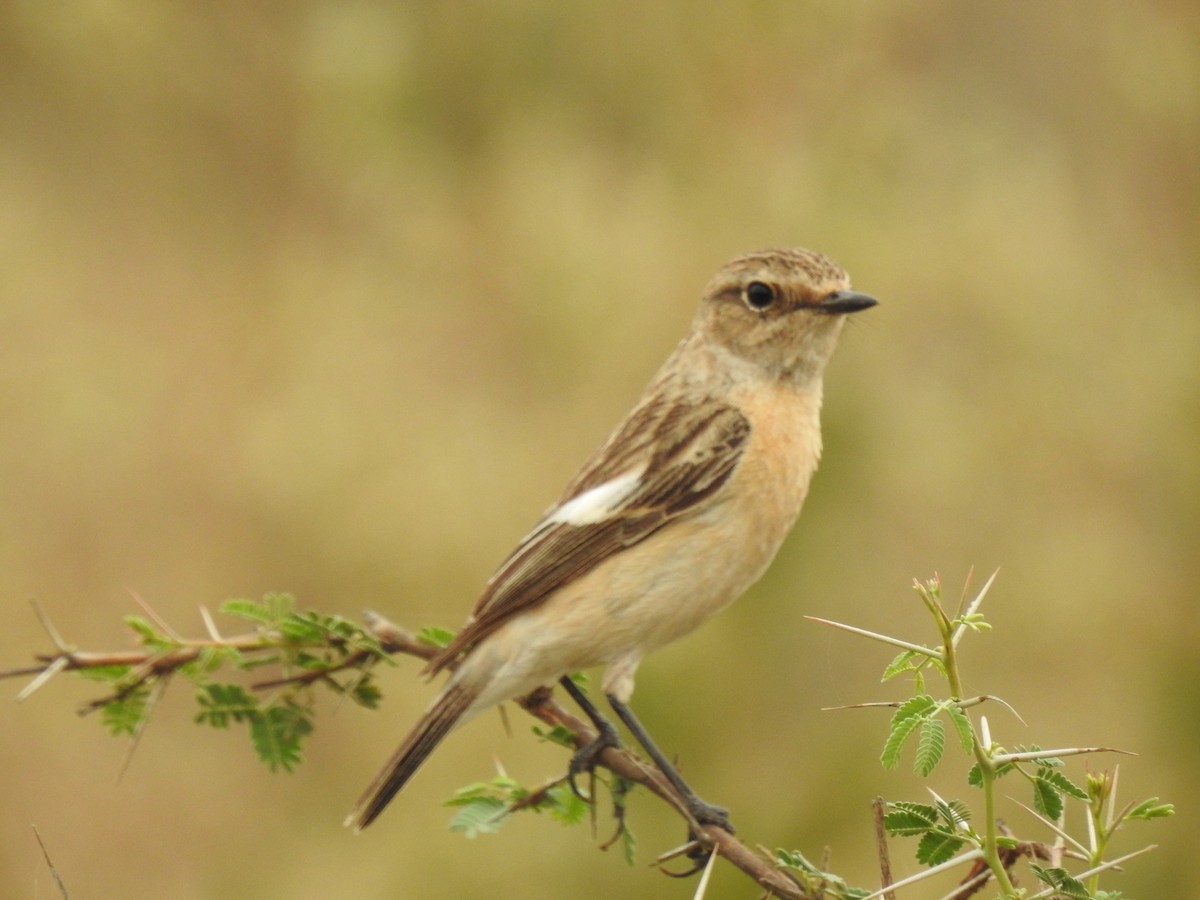 Siberian Stonechat - ML324667741
