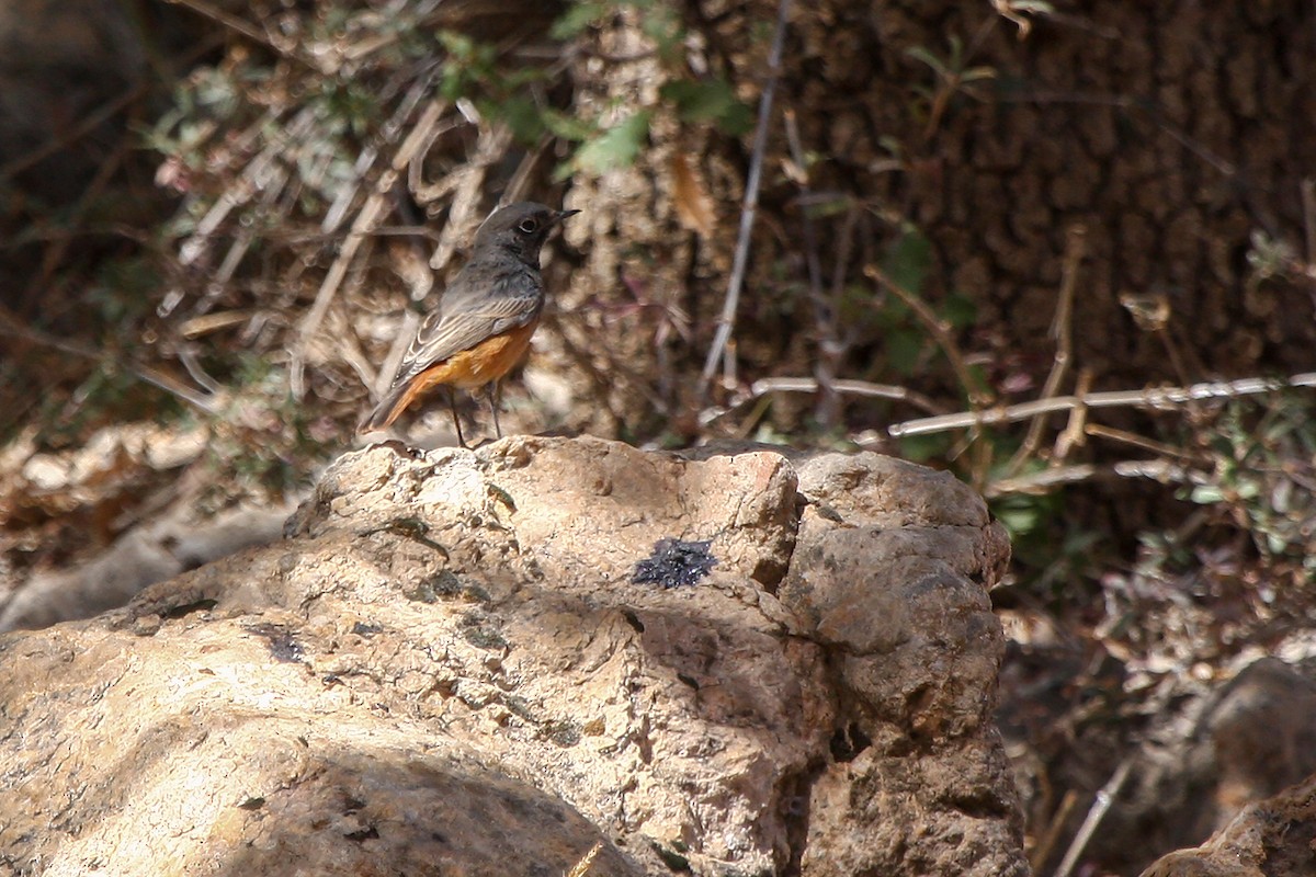 Black Redstart (Eastern) - ML324668761