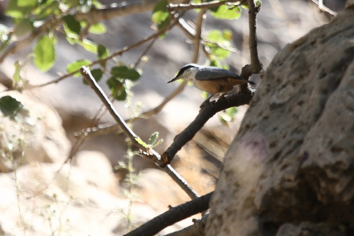 Western Rock Nuthatch - ML324668771