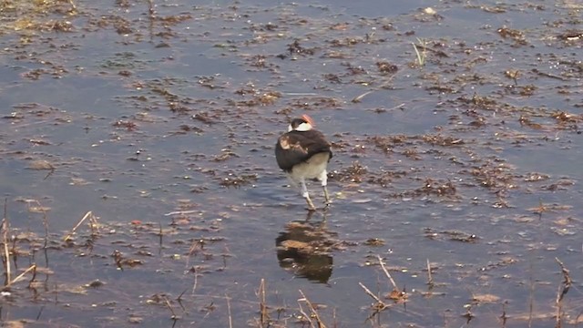 Comb-crested Jacana - ML324670291