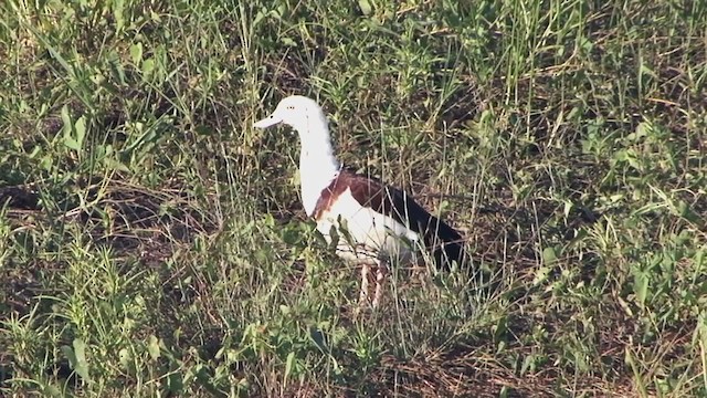 Radjah Shelduck - ML324670431