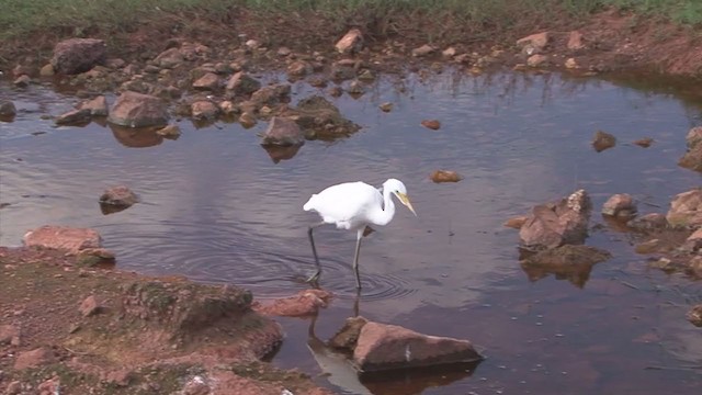 Little Egret - ML324670481