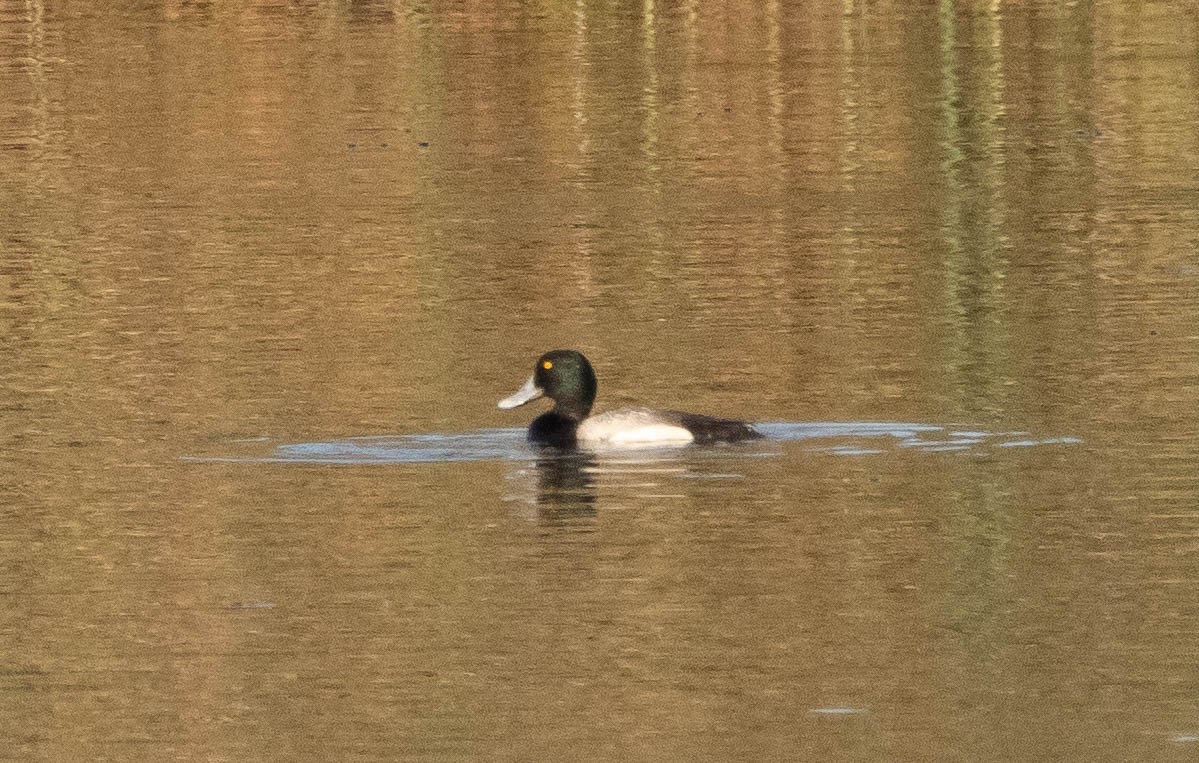 Greater Scaup - ML324670621