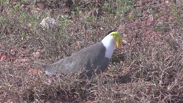 Masked Lapwing (Masked) - ML324670661