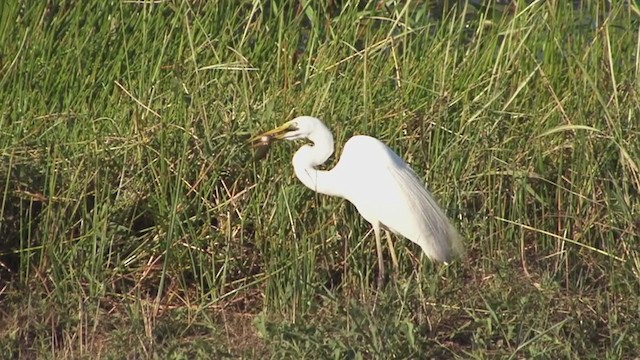 Great Egret (modesta) - ML324670671