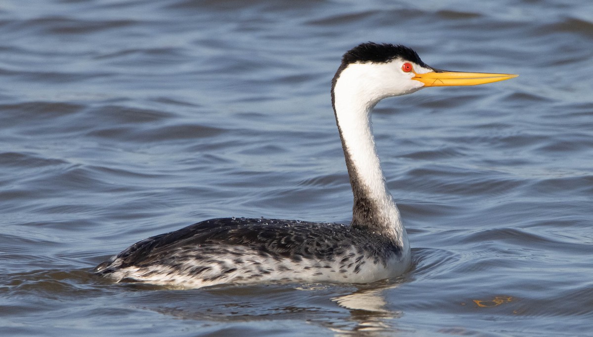 Clark's Grebe - ML324670751