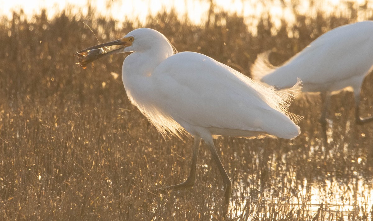 Snowy Egret - ML324670881