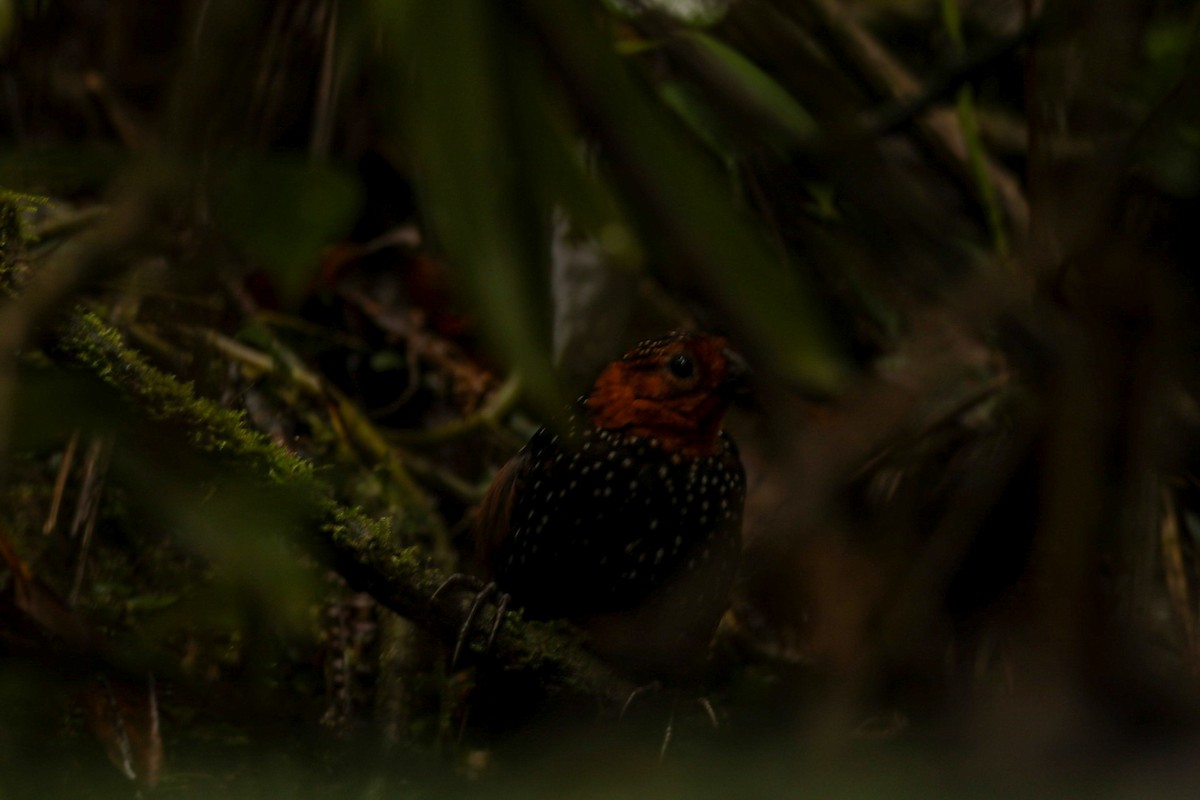 Perlmanteltapaculo - ML324671201