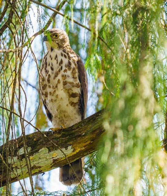 Crested Goshawk - ML324671881