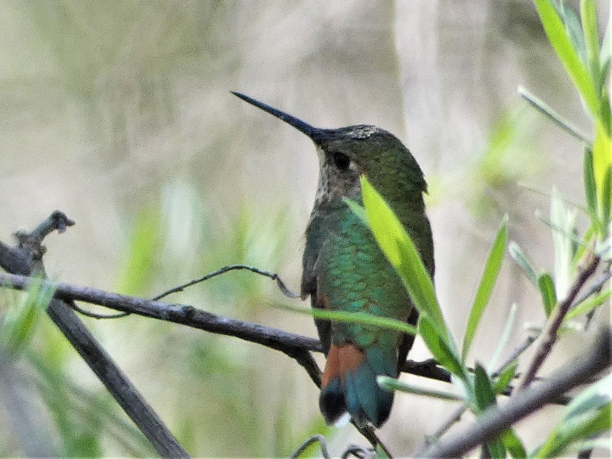 Rufous Hummingbird - ML324672301