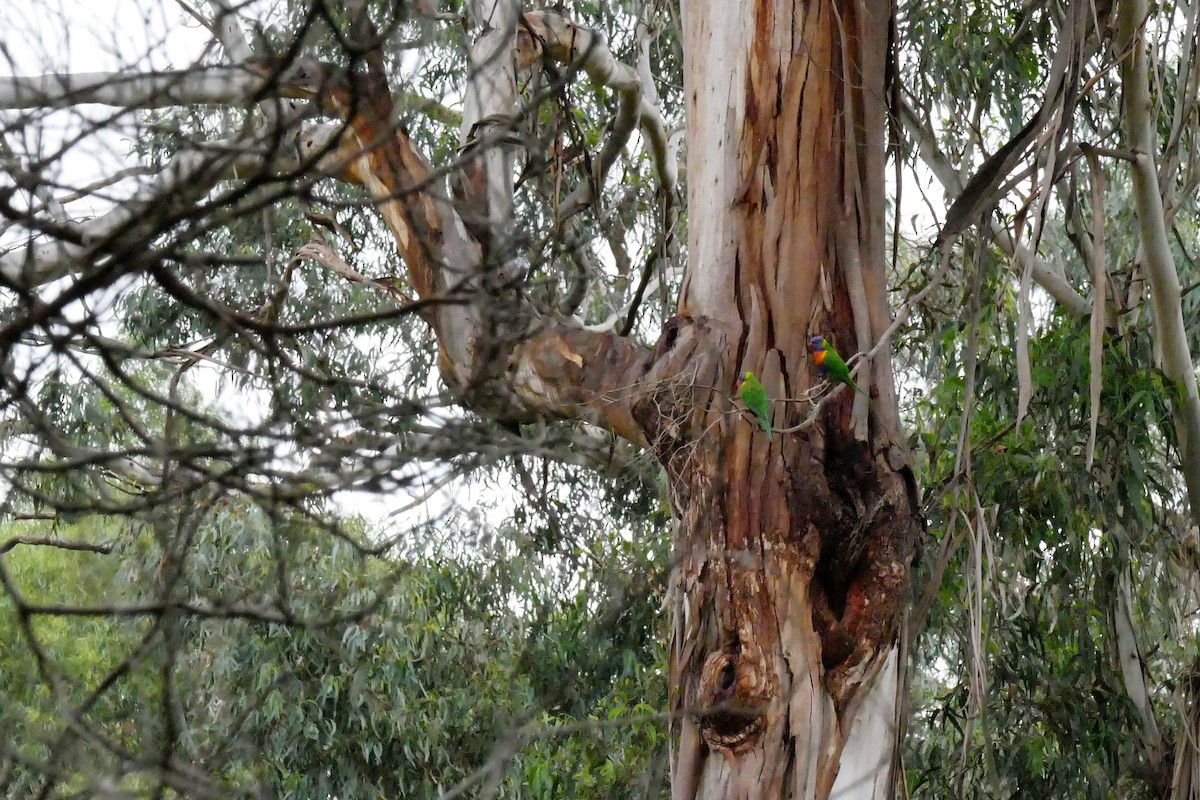 Rainbow Lorikeet - ML324672331