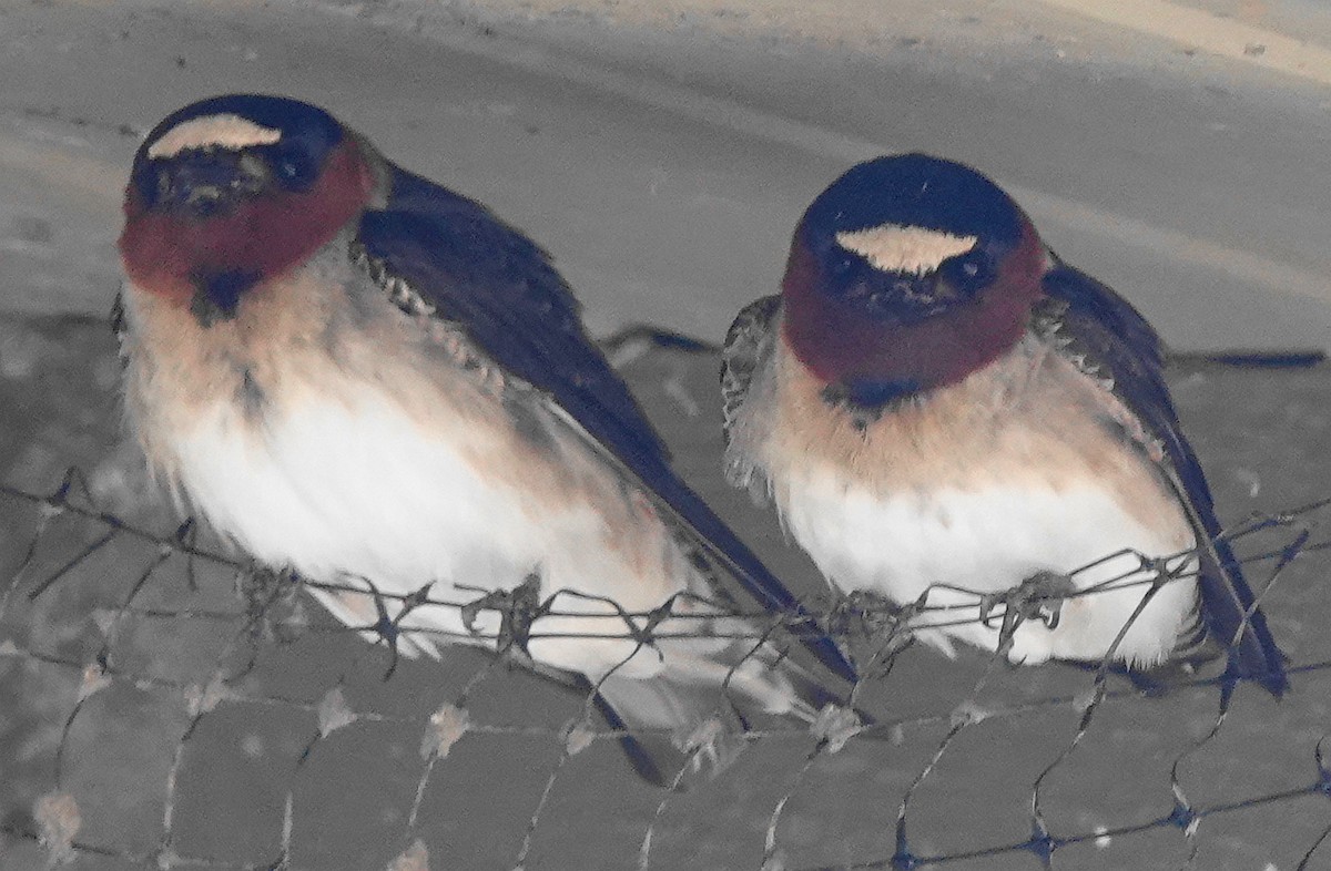 Cliff Swallow - ML324674111