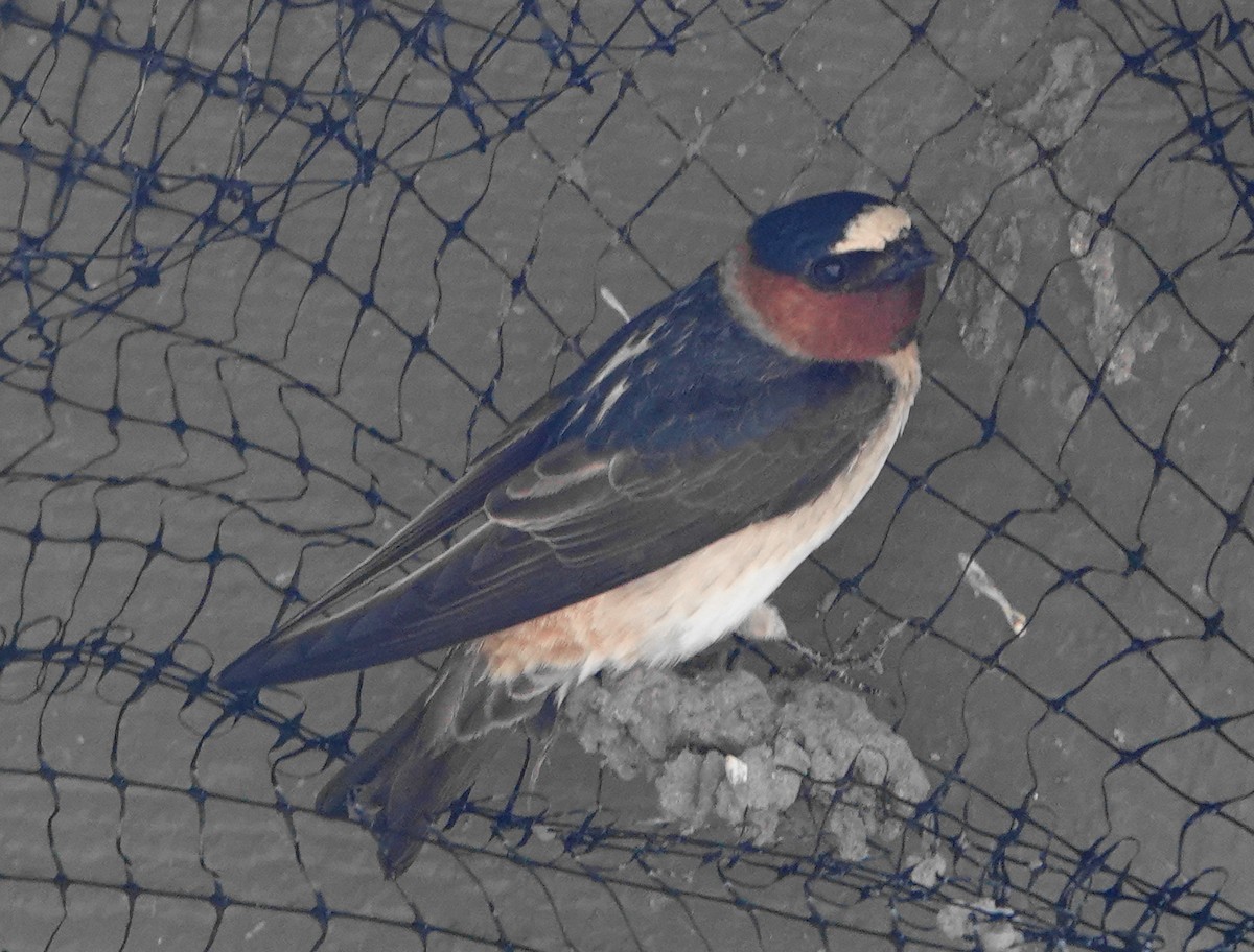 Cliff Swallow - ML324674121