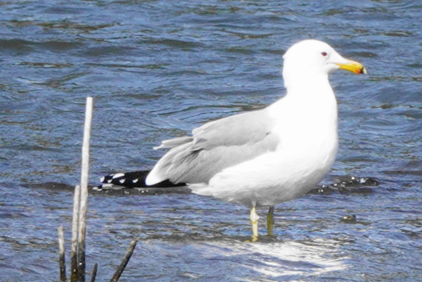 California Gull - ML324675001