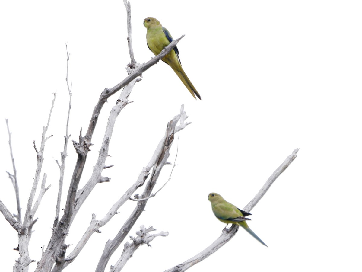 Elegant Parrot - ML324676511